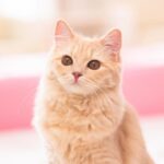 えぬ